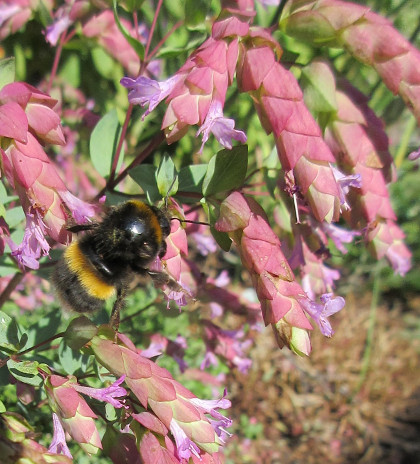 Origanum 'Bristol Cross' 